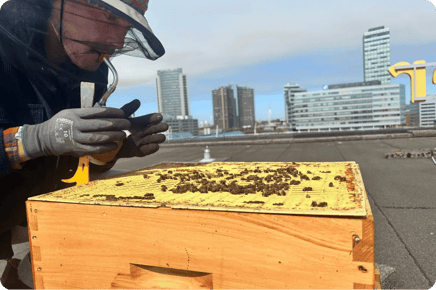 Pollinator Week: een update over de bijen bij Aristo Amsterdam