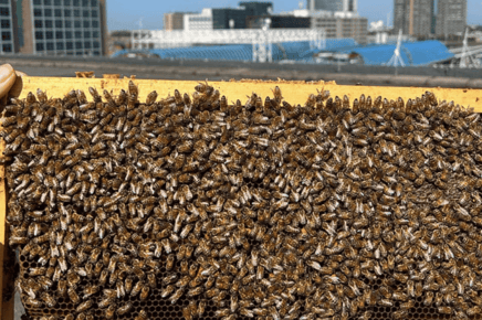 Meer bijen op het dak van Aristo Amsterdam