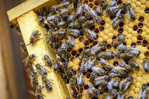 closeup-shot-many-bees-honeycomb-frame-making-honey-1-2200x1467