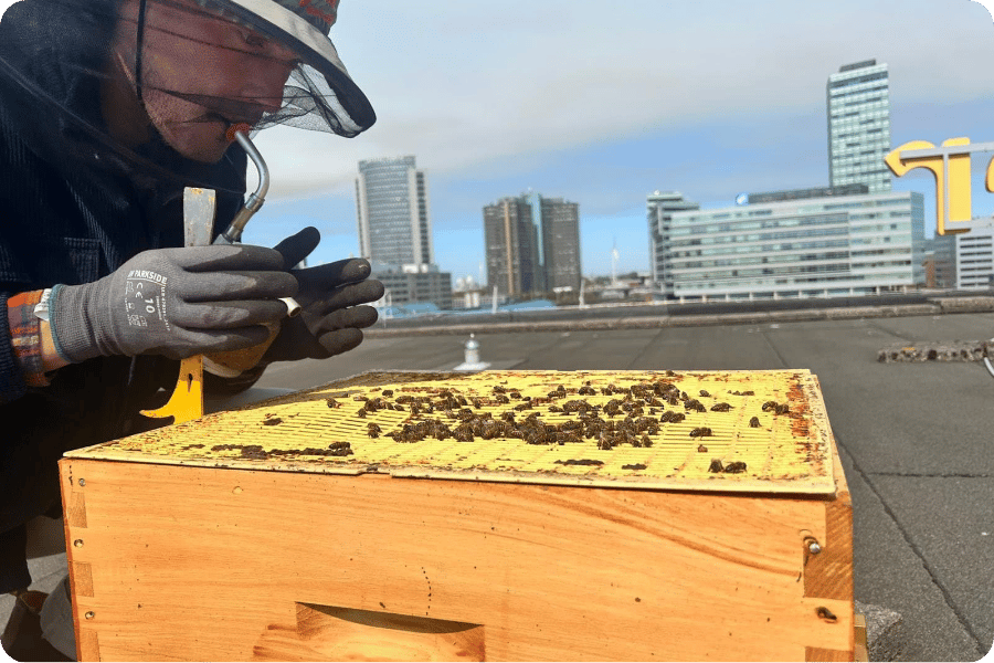 Pollinator Week: een update over de bijen bij Aristo Amsterdam